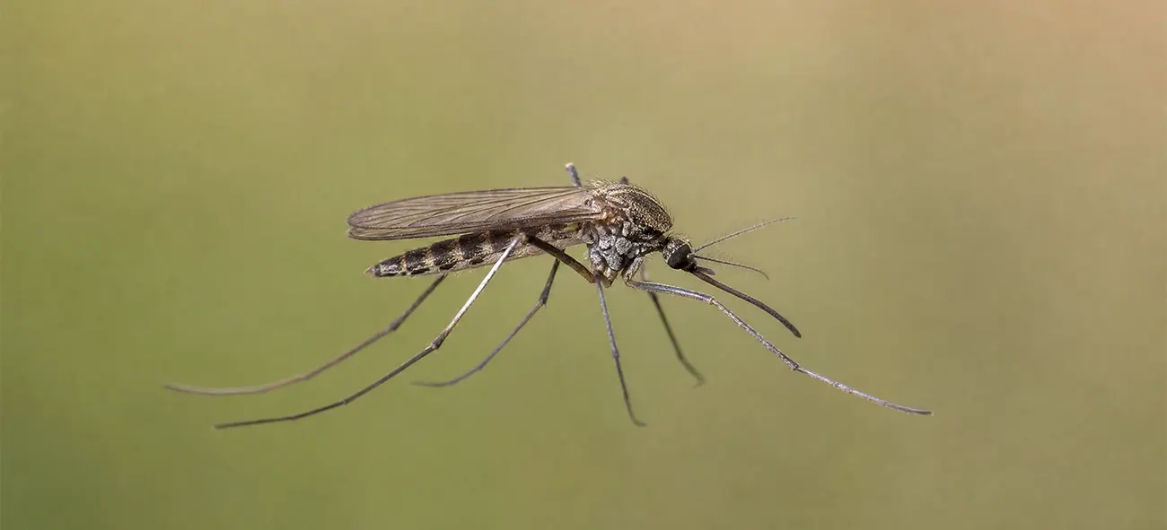 Zanzara Anopheles e prevenzione della malaria aeroportuale